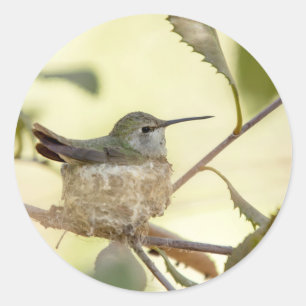 Vrouwelijke kolibrie op haar nest ronde sticker