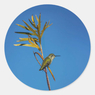 Vrouwelijke kolibrie  ronde sticker