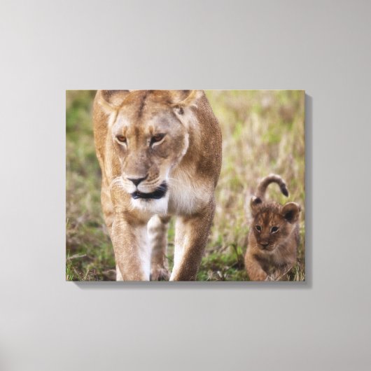 Vrouwelijke Leeuw met Welp Canvas Afdruk (Voorkant)