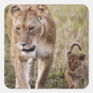 Vrouwelijke Leeuw met Welp Vierkante Sticker