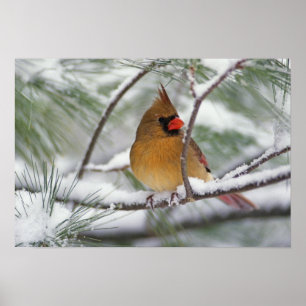 Vrouwelijke noordelijke kardinaal in besneeuwde pi poster