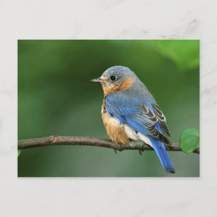 Vrouwelijke oostelijke blauwe lijster, Sialia sial Briefkaart