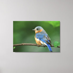Vrouwelijke oostelijke blauwe lijster, Sialia sial Canvas Afdruk