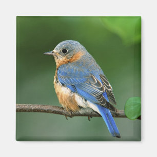 Vrouwelijke oostelijke blauwe lijster, Sialia sial Magneet
