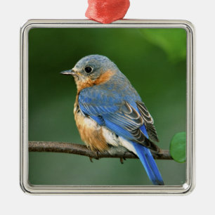Vrouwelijke oostelijke blauwe lijster, Sialia sial Metalen Ornament