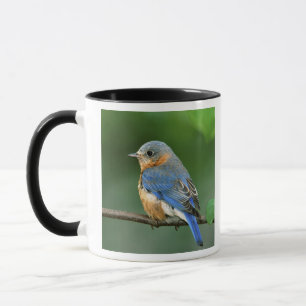 Vrouwelijke oostelijke blauwe lijster, Sialia sial Mok