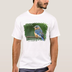 Vrouwelijke oostelijke blauwe lijster, Sialia sial T-shirt