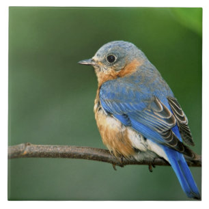 Vrouwelijke oostelijke blauwe lijster, Sialia sial Tegeltje