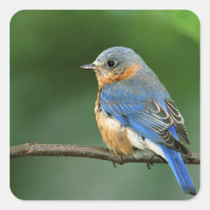 Vrouwelijke oostelijke blauwe lijster, Sialia sial Vierkante Sticker