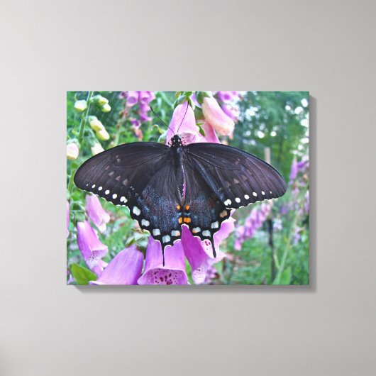 Vrouwelijke pijpbloemvlinder canvas afdruk (Voorkant)