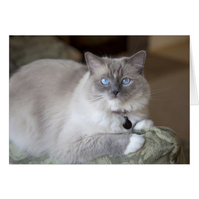 Vrouwelijke Ragdoll kat (Voorkant Horizontaal)