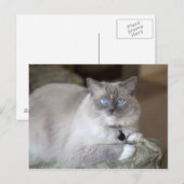 Vrouwelijke Ragdoll kat Briefkaart (Voorkant / Achterkant)