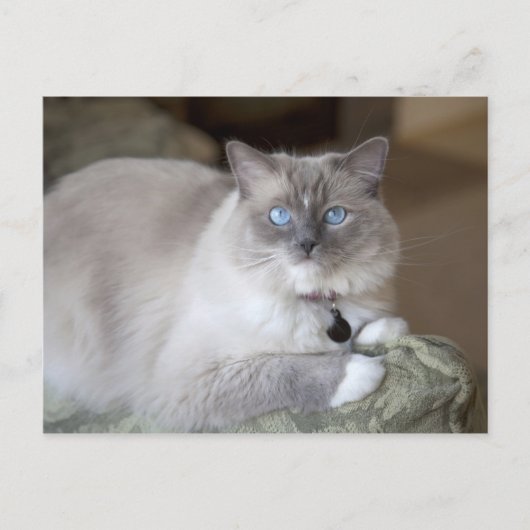 Vrouwelijke Ragdoll kat Briefkaart (Voorkant)