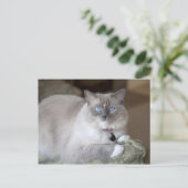 Vrouwelijke Ragdoll kat Briefkaart (Staand voorkant)