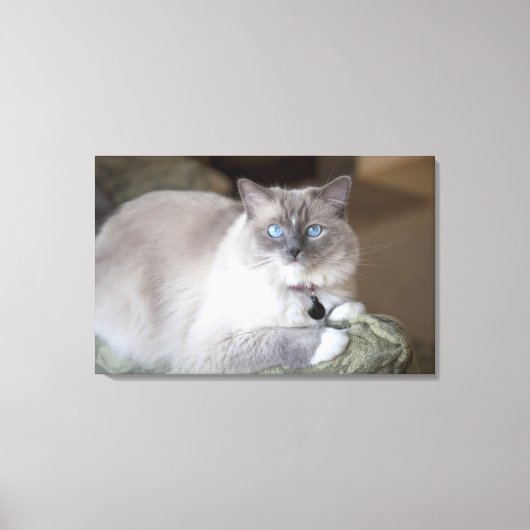 Vrouwelijke Ragdoll kat Canvas Afdruk (Voorkant)