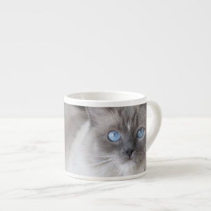 Vrouwelijke Ragdoll kat Espresso Kop