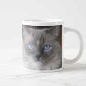 Vrouwelijke Ragdoll kat Grote Koffiekop (Rechts)