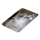 Vrouwelijke Ragdoll kat Magneet (Linkerzijde)