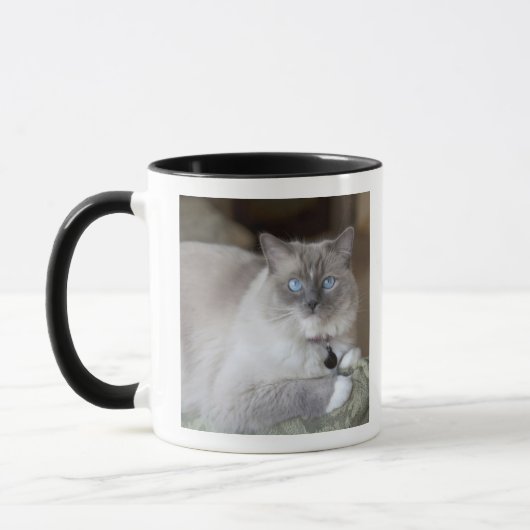 Vrouwelijke Ragdoll kat Mok (Links)