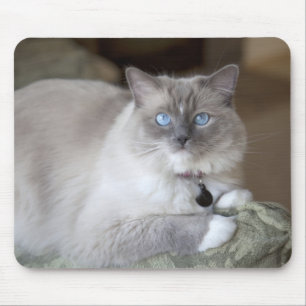 Vrouwelijke Ragdoll kat Muismat