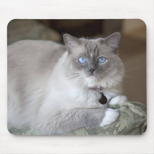 Vrouwelijke Ragdoll kat Muismat (Voorkant)