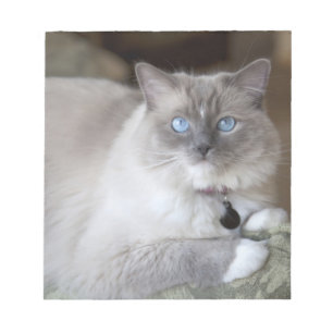 Vrouwelijke Ragdoll kat Notitieblok