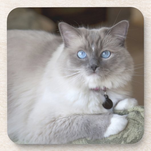 Vrouwelijke Ragdoll kat Onderzetter (Voorkant)