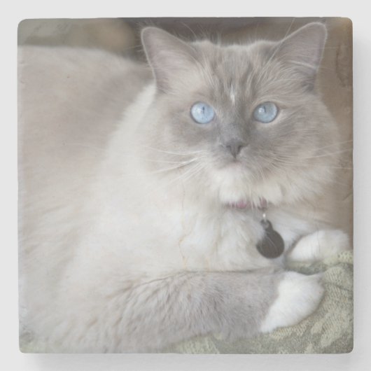 Vrouwelijke Ragdoll kat Stenen Onderzetter (Voorkant)