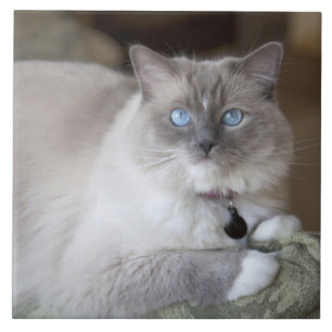 Vrouwelijke Ragdoll kat Tegeltje