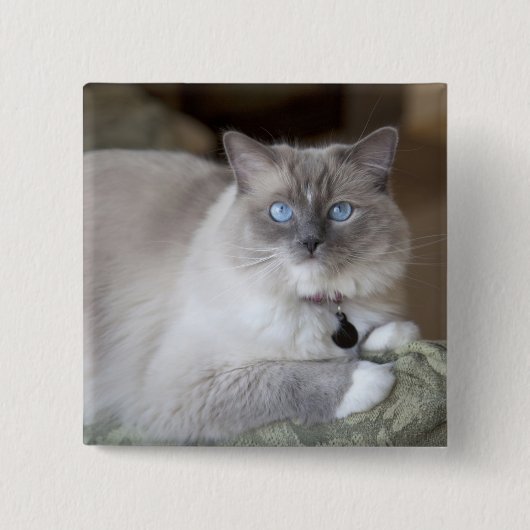 Vrouwelijke Ragdoll kat Vierkante Button 5,1 Cm (Voorkant)