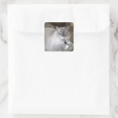 Vrouwelijke Ragdoll kat Vierkante Sticker (Tas)