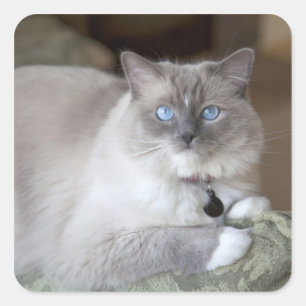 Vrouwelijke Ragdoll kat Vierkante Sticker