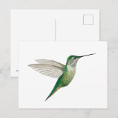 Vrouwelijke robijnkeelkolibrie briefkaart (Voorkant / Achterkant)