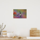Vrouwelijke robijnkeelkolibrie in vlucht poster (Keuken)