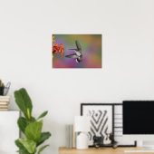 Vrouwelijke robijnkeelkolibrie in vlucht poster (Thuiskantoor)