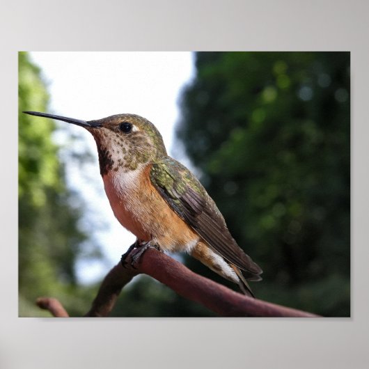 Vrouwelijke Rosse Kolibrie - Fine Art Prints (Voorkant)