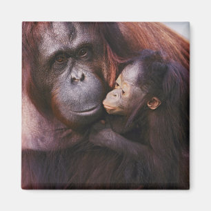 Vrouwelijke Sumatraanse orang-oetan met baby, Pong Magneet