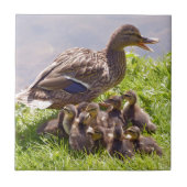 Vrouwen eenden met eenden op gras tegeltje (Voorkant)