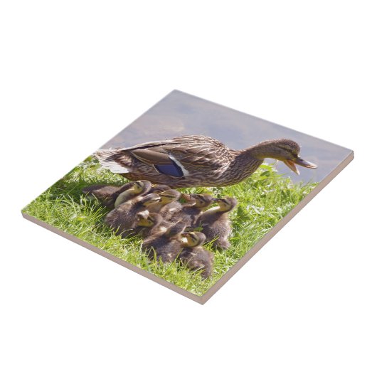 Vrouwen eenden met eenden op gras tegeltje (Zijkant)