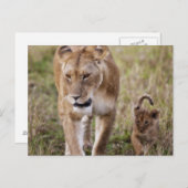 Vrouwen leeuw met welp briefkaart (Voorkant / Achterkant)