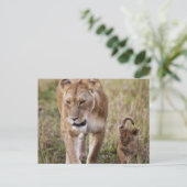 Vrouwen leeuw met welp briefkaart (Staand voorkant)