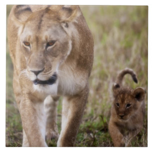 Vrouwen leeuw met welp tegeltje