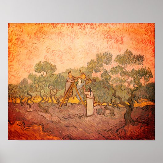 Vrouwen plukken olijven van Gogh: Poster (Voorkant)