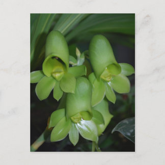 Vrouwen van catasetum orchid briefkaart