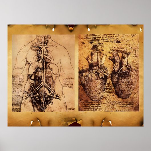 Vrouwentorso / Hart en bloedvaten Poster (Voorkant)