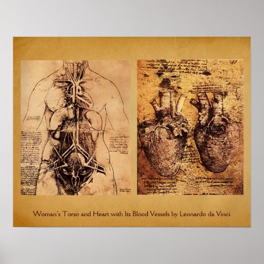 Vrouwentorso / Hart en bloedvaten Poster (Voorkant)