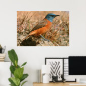 Vrouwtje Kaapse Kliplyster (Monticola Rupestris) Poster (Thuiskantoor)