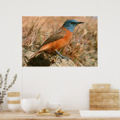 Vrouwtje Kaapse Kliplyster (Monticola Rupestris) Poster (Keuken)