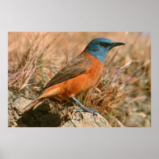 Vrouwtje Kaapse Kliplyster (Monticola Rupestris) Poster (Voorkant)