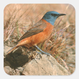 Vrouwtje Kaapse Kliplyster (Monticola Rupestris) Vierkante Sticker